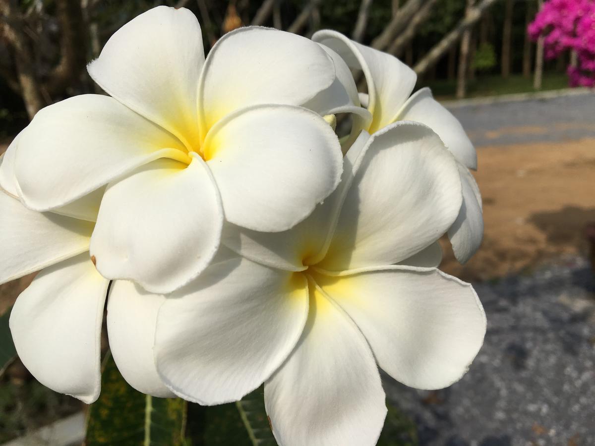 The Herbal Khao Lak Luaran gambar
